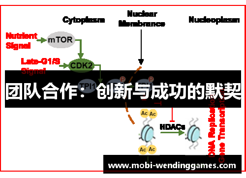 团队合作：创新与成功的默契